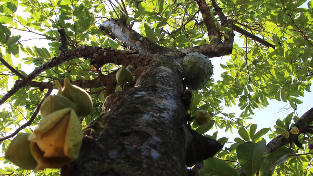 Photo Soursop fruit